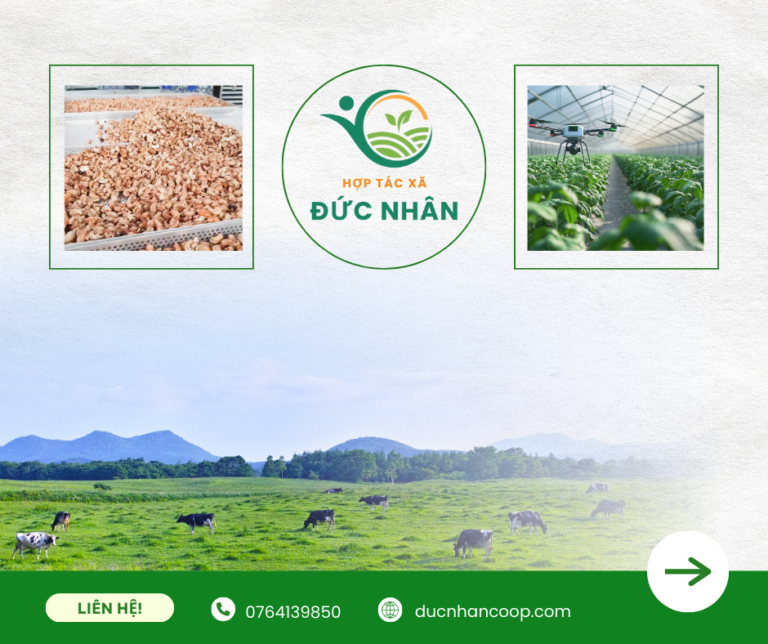 Bao tiêu nông sản giúp xã viên yên tâm sản xuất