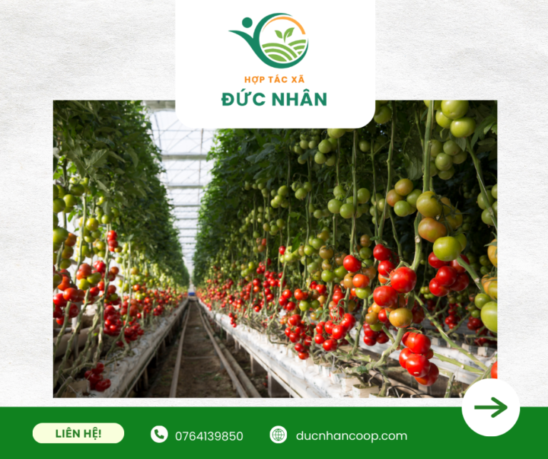 Bao tiêu thị trường nông sản bền vững cho xã viên tăng thu nhập