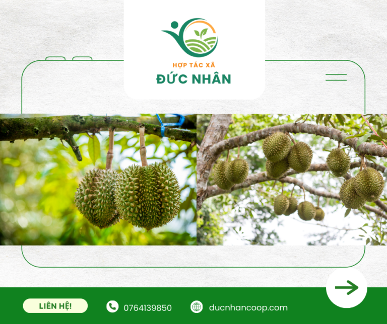 HTX Đức Nhân thu mua nông sản đạt chuẩn chất lượng